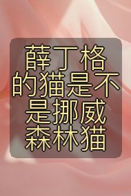 薛丁格的猫是不是挪威森林猫封面
